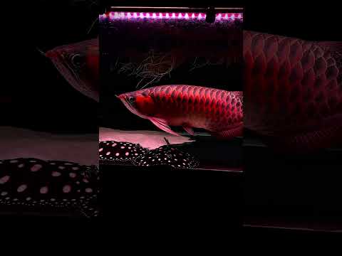 Rate my Arowana on a scale of 1-10 🐉