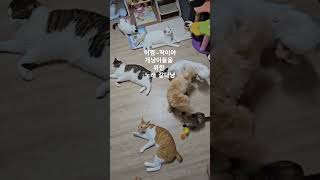 뭐지? 이노래? 세상 모든 개냥이를 위한 노래 같다면~딩동댕!! 항상 곁에 있어줘 #고양이 #cat #개냥이 #야옹이 #shorts #조민