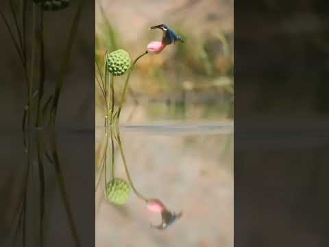 #bird #birds #birddiy #sockbird #smartbird #nosewbird #funnybird