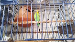 Australlain budgies parrots budgies breed budgies eggs 🥚