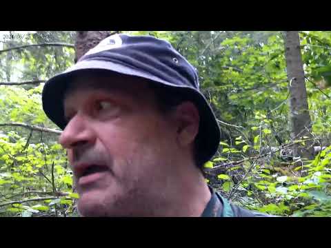 Survival Foraging: Marinated Chicken of the Woods