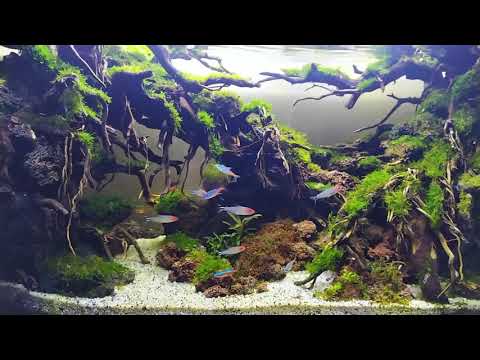 Aquascape angker