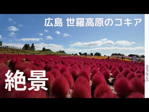 【広島vlog】世羅高原 花夢の里のコキアを見に行く