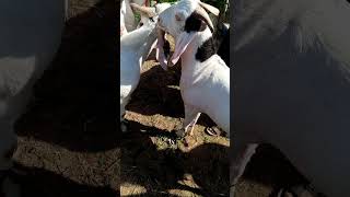 Baqray ❤️💝🐐 #love #bachra #live #billionviewsclub #baqrah#baqraeidspecial #animals #viralshort