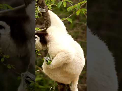 Madagascar's Natural Beauty with Relaxing Music - Stunning 4K Views #shorts  #relaxationfilm #travel