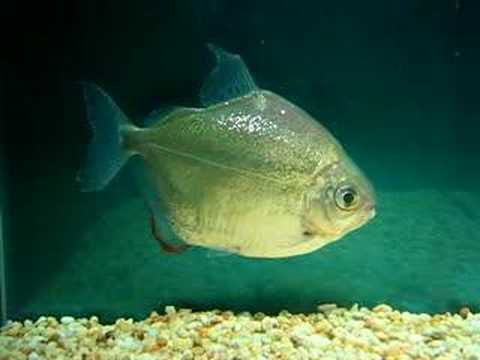 Silver Dollar 羅斯福倉 Mylossoma duriventre