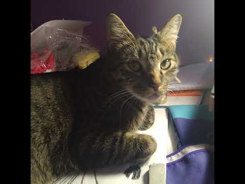 Queenbee 1006 Live Stream