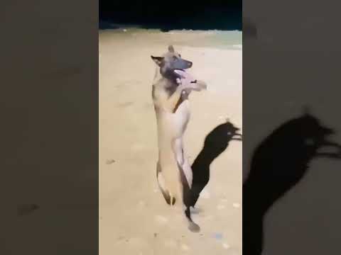 Puppies Best Dance 🐕 #dogdance #puppydance #doggydance