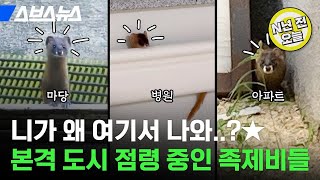 [N년 전 8월 16일] 배고파서 왔다가 아예 도시에 살림 차려버린 족제비들 / 스브스뉴스