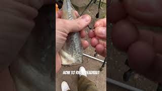 How to rig a deadbait for pike. #pikefishing #fishing #deadbait #shorts #toturial