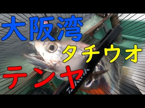 【釣り】大阪湾タチウオシーズン開幕！！【テンヤ】【爆釣】
