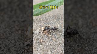 개미가 마른 곤충을 기를 쓰고 가져가는 이유 - Why an Ant Struggles to Carry a Dried Insect