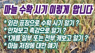 [텃밭] 마늘의 수확 시기를 확실히 알고 적기 수확과 건조를 해야 합니다