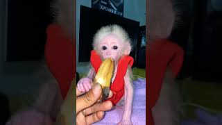 What is he thinking 💭 🍌🍌🙉#farm #cute #cutemonkey #babymonkey #monkey #foryou