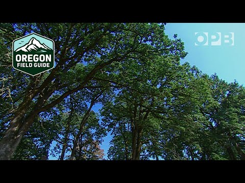 Fighting Sudden Oak Death: Oregon's struggle to contain the threat | Oregon Field Guide