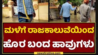 Heavy Rain In Bengaluru : ಮಳೆಗೆ ರಾಜ ಕಾಲುವೆಯಿಂದ ಹೊರ ಬಂದ ಹಾವುಗಳು | Sai Layout |Snake|NewsFirst Kannada