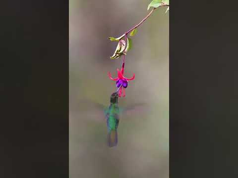 #birds #birdssinging #birdschirping #gardenbirds #birdssounds