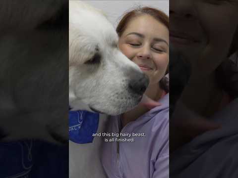 I Tried To Catch A Huge Great Pyrenees Dog 😂