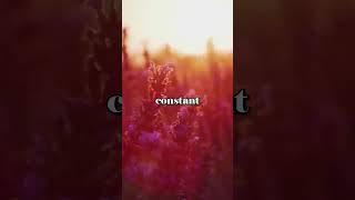 Law of Attraction Affirmations #shorts #lawofattractionaffirmations