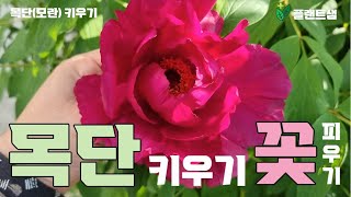 목단(모란) 꽃이 안피는 이유와 🌞 키우는 방법을 알려드려요~