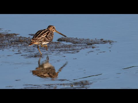 【悠遊鳥】4K | 扇尾沙錐 | Common Snipe | 劇院式製作 | Cinematic Production