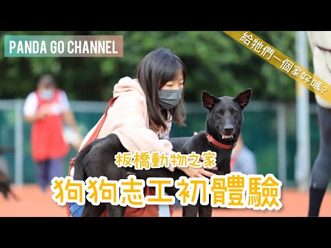 【台灣生活】狗狗志工初體驗｜板橋動物之家半天志工紀錄｜讓狗狗多一點曝光｜#領養代替購買 #請勿棄養 #浪浪 #狗狗