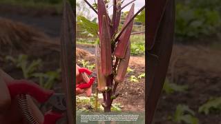 Okra: A very special vegetable #smartfarming #gardeningtips #plants