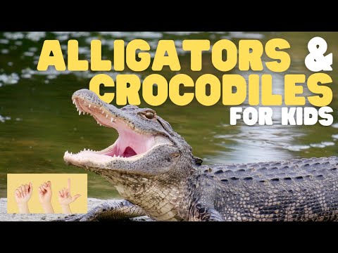 ASL Alligators and Crocodiles for Kids