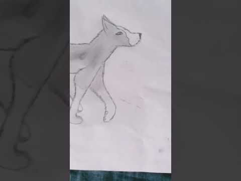 I drew a border collie #drew#bordercollie #cute#dog#draw#trendingshorts #viralshort #animal