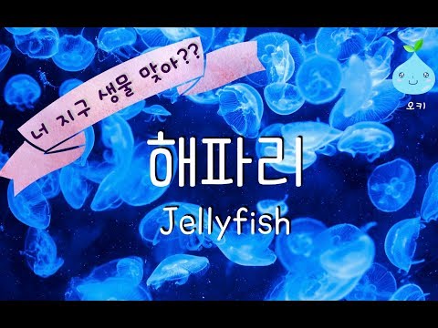 [오키] 공룡보다 더 오래 살았다구?? 6억 년 동안 살고 있는 해파리, jellyfish, kids zoo