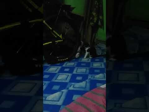 cat playing roach?