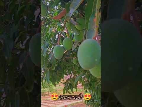 अथानी कैरी तथानी कैरी आखाजी साँग| Akshay tritiya Status |अक्षय तृतीया हार्दिक शुभेच्छा|#अक्षयतृतीया