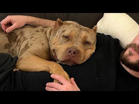 100lb Dog Always Brings ‘I’m Just a Baby’ Energy” 🐶 Funny Dog Videos 2025