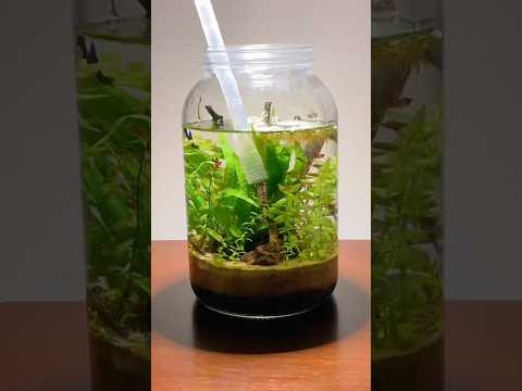 Building a nano planted jar aquarium