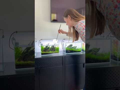 Nano Maintenance day! 🌱 #aquascape #aquarium #aquascaping #fishtank #plantedtank #plantedaquarium