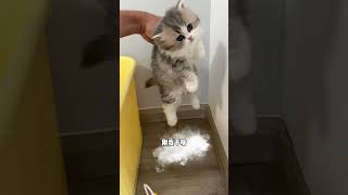 也是提前步入小年痴呆了#萌宠出道计划 #猫咪的迷惑行为 #铲屎官的乐趣