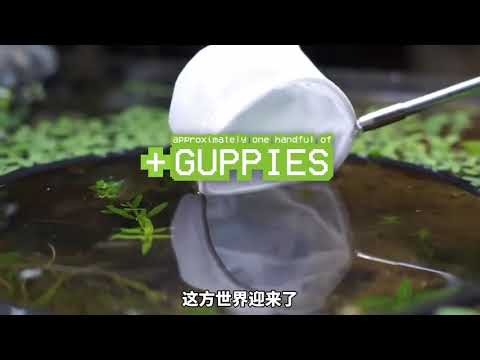 #丛林 #鱼缸里的大自然 #微观世界