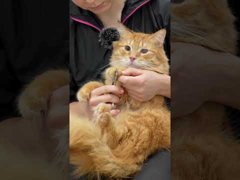 These cats didn't get the "orange" memo