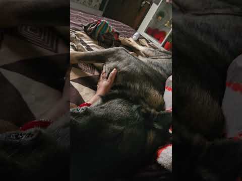 #Rocky #germanshepheard #funny #kasoorimethi #viralvideo #rockythecutie #love #funnydog