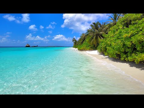 🏝 Scenic Beach View: Island Relaxation From Maldives