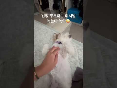 #말티푸 #강아지 꼬질꼬질 꼬순내발 #꼬순내