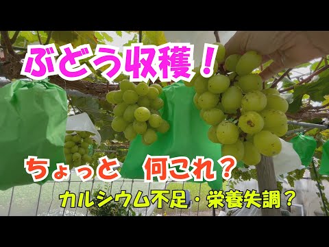 ぶどう収穫！　「ちょっと何これ？」