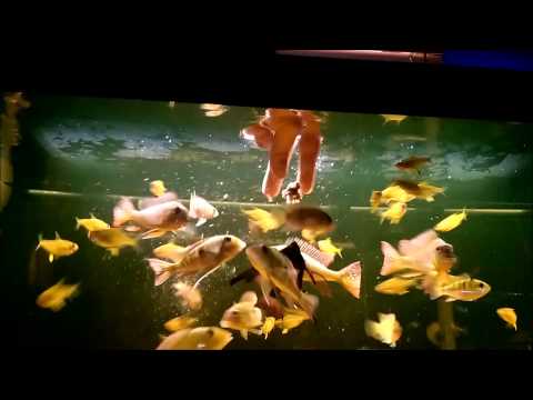Feeding my 125g (short)