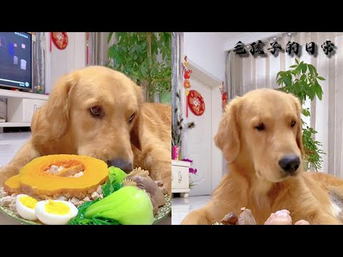 【毛孩子的日常】毛孩兒：媽媽饒了我吧 #萌宠#可爱 #可爱到爆炸 #狗子#干饭 #干饭狗的日常 #干饭王 #funny #搞笑