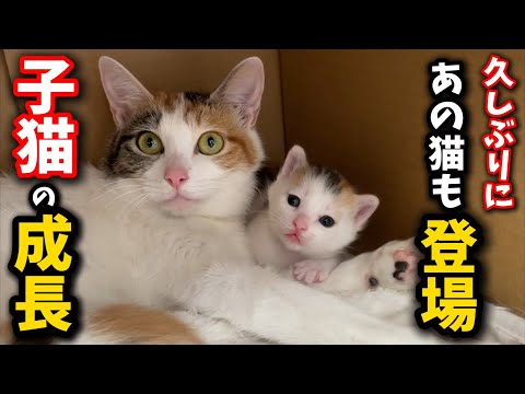 Changes in a two-week-old kitten... Now that I think about it, I haven't seen that one recently...