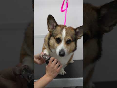 Now this is what you call a rare Pembroke Welsh Corgi