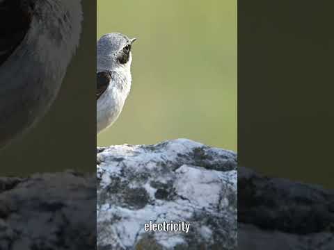 Why don’t birds get electrocuted.  #sciencefacts  #mindblowingfacts  #didyouknow  #physicsexplained