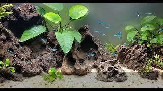 Green Neon Tetra - Species Spotlight / Care guide (Paracheirodon simulans)