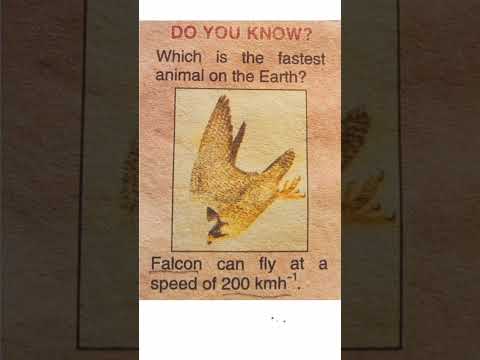 Falcon Flying Speed | #viral #video #viralvideo #viralshorts #viralshorts #viralshort #viralshort