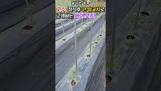 [꿈꾸는농부] (고추냉해)큰 일교차로 정식한 어린고추 모종 고생! #고추모종 #고추냉해  #고추정식 #어린모종 #전원생활 #farming #꿈꾸는텃밭 #food #농사노하우
